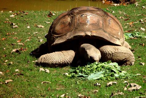 So you think you want a pet turtle, but you aren't sure which turtle is right for you. Everything You Need on Turtle Care and Tortoise Care ...