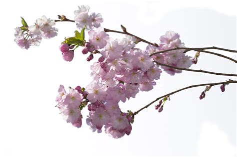 Cherry Tree Flower Tree Pink Png Picpng