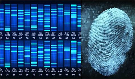 Difference Between Gene Sequencing And Dna Fingerprinting Gene Sequencing Vs Dna Fingerprinting
