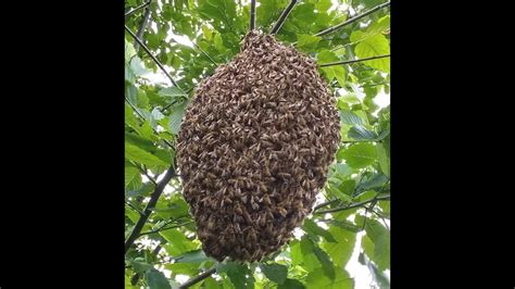 Preparing For Honeybee Swarms Skep Beekeeping Part 2 Youtube