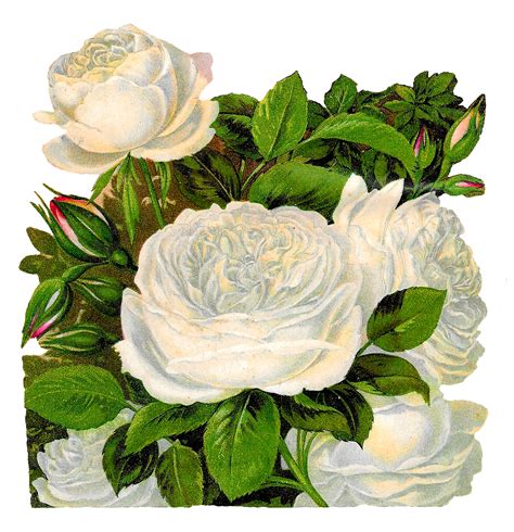 Antique Images White Rose Image Transfer Flower Clip Art Illustration