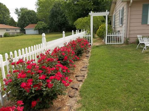 We did not find results for: My knockout roses..I love them | Knockout roses, Rose ...
