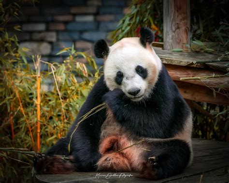 Giant Panda 2019 Marion Dekker Flickr
