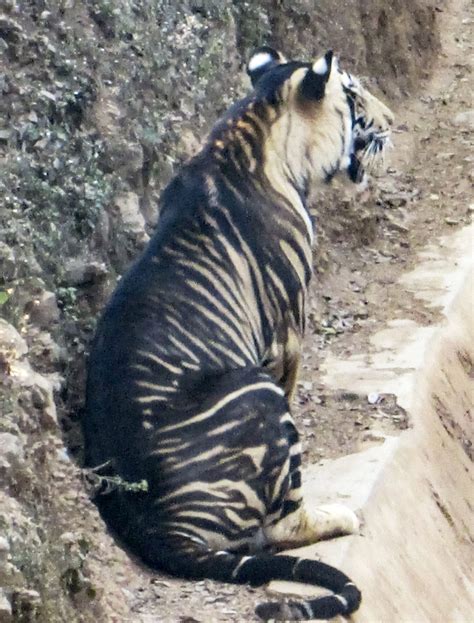 Extremely Rare Black Tiger Caught On Camera In India