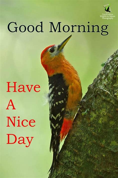 Good morning, and have a good day! Best Good Morning wishes with Bird Images | Good morning ...