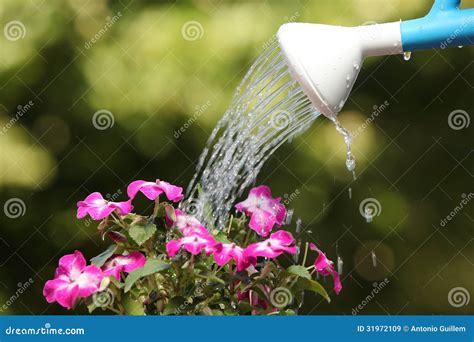 Water Can Watering A Flower Plant Stock Image Image Of Flower