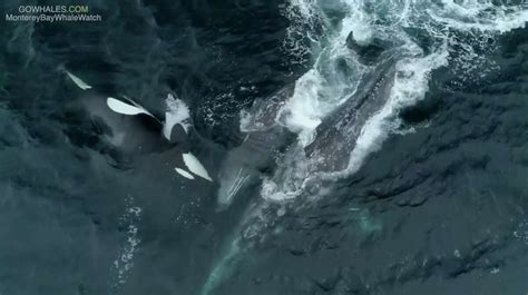 Showdown In The Sea Orcas Swarm And Attack Gray Whale Right In Front