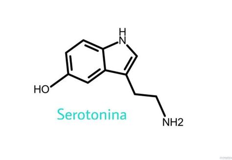 Serotonina Para Qué Sirve Verdades Y Mentiras Sobre La Serotonina
