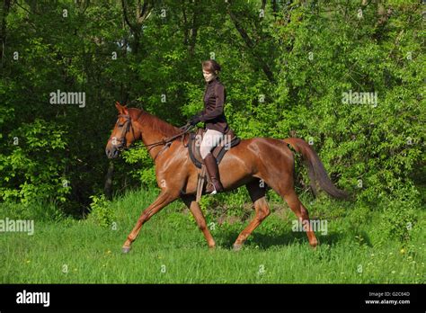 Girl Horseback Riding English Style Stock Photo Alamy