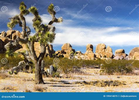 Isolated Joshua Tree Mojave Desert Bright Sunny Day Landscape Scenic