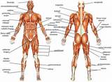 Core Muscles Labeled Photos