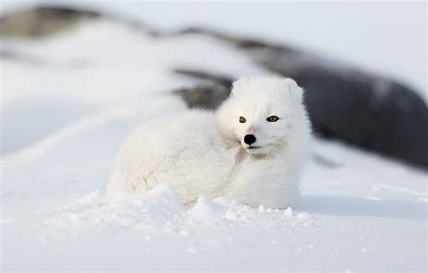 Of Anime Arctic Fox White Fox Cute Arctic Fox Hd Wallpaper Pxfuel