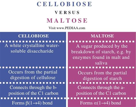 What Is The Difference Between Cellobiose And Maltose Pediaacom
