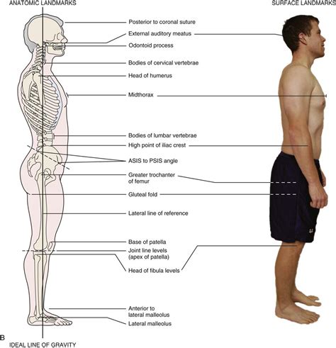 Assessment Of Posture Musculoskeletal Key