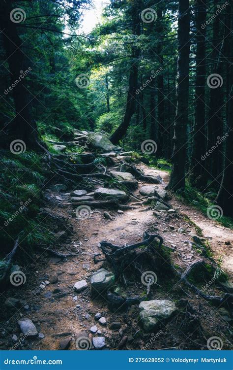 Landscape Of Dense Mountain Forest And Magic Path Between The Roots Of