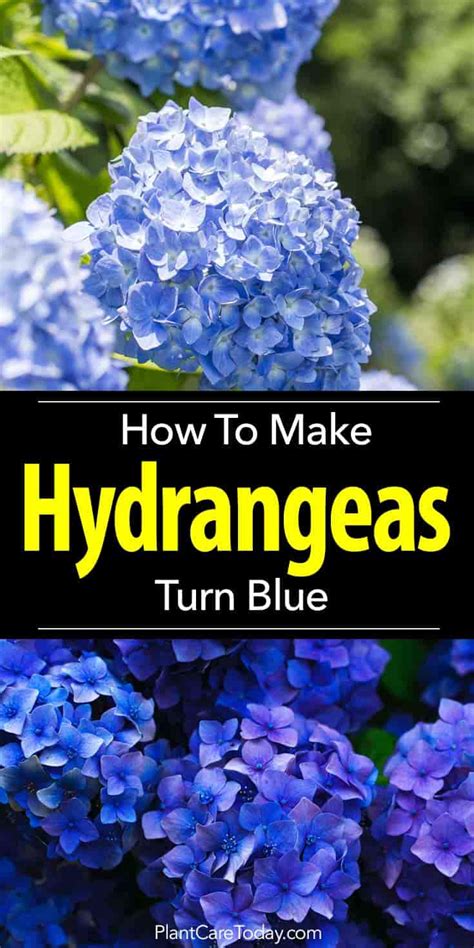 Feed Hydrangea Bush 7 Tips On How To Grow Hydrangeas In Your Yard The