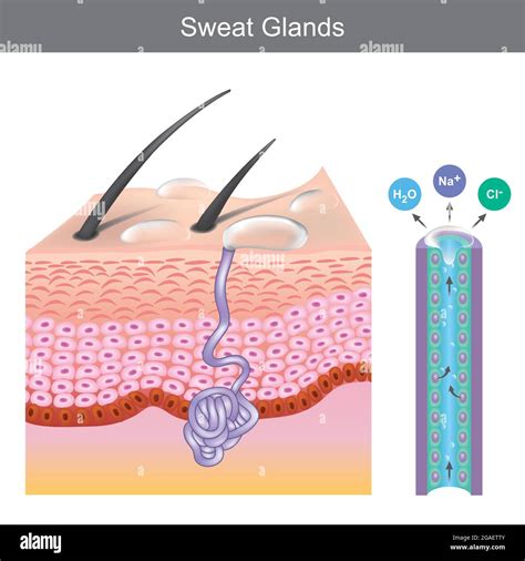 Sweat Glands In Body