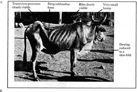 Figure 11 From A Guide To Condition Scoring Of Zebu Cattle Semantic
