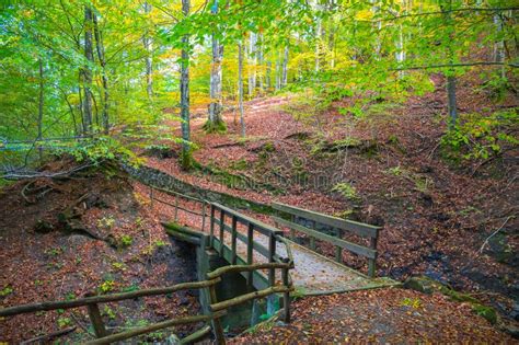 Autumn Forest With Wood Bridge Over Creek In Beeches Forest Italy