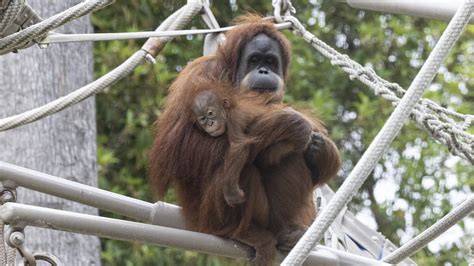San Diego Zoo Orangutan Back With Mother After Health Scare