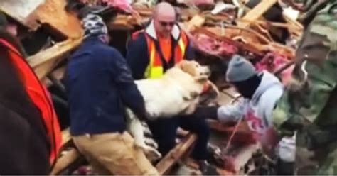 Beloved Dogs Were Rescued After A Tornado Destroyed Their Home