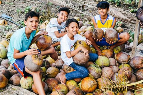 cebu philippines farmland now harvesting nearly one ton of coconuts quarterly after school