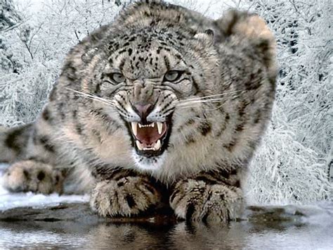 5 Interesting Facts About Snow Leopards Haydens Animal