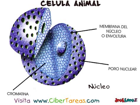 Cual Es La Funcion Del Nucleo En La Celula Animal Consejos Celulares