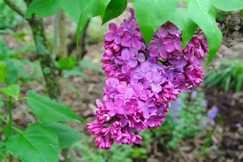 My Allee Of Fragrant Lilacs The Martha Stewart Blog