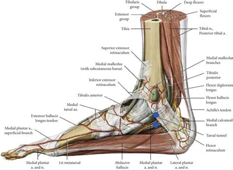 Anatomy Of The Medial Ankle 18 Download Scientific Diagram