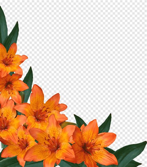 Orange Flower Png