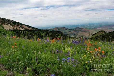 Idaho Wildflowers 2 Photograph By Steven Eyre Photography Fine Art