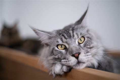 Most Affectionate Cat Breeds