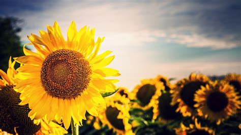 sunflower images wallpapers  wallpapers hd wallpapers