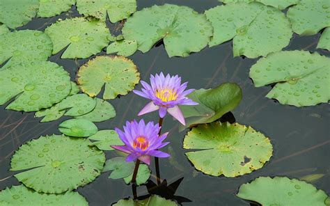 Two Fully Bloomed Purple Water Lily Flowers Hd Wallpaper Wallpaper Flare