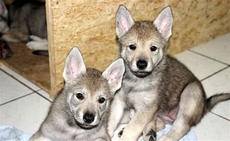 Les caractéristiques suivantes sont les attributs par défaut du familier lorsqu'il atteint le niveau 80. Le Chien loup Tchèque : caractère, éducation, santé, prix ...