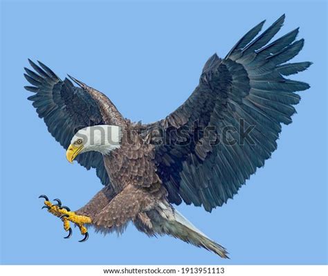 Bald Eagle Winged Flying Swoop Attack Stock Illustration 1913951113