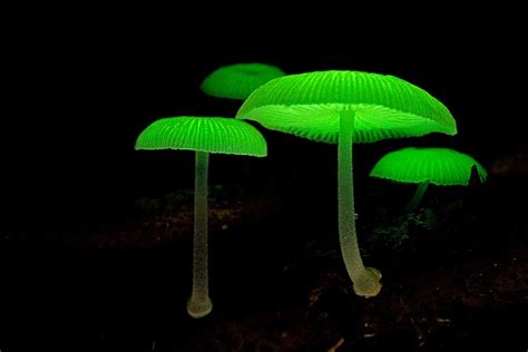 Bioluminescent Mushrooms Most Fascinating Natural Phenomena