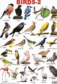 Resultado de imagen de birds with names | Animals name in english, Bird ...