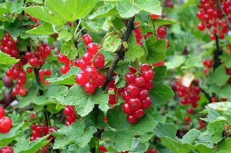 How To Grow Currant Bushes