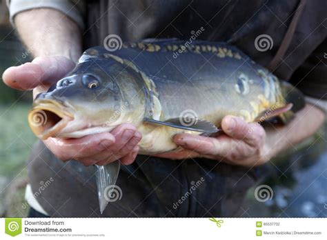 Discover tasty and easy recipes for breakfast, lunch, dinner, desserts, snacks, appetizers, healthy alternatives and more. Carp Provides A Main Component Of The Polish Christmas Eve ...