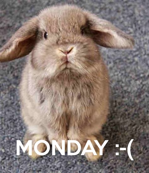 Monday Funny Animals Good Morning World Monday Humor