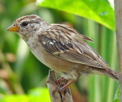 This little sparrow wears its racing colours on its head. The Kids Are Growin' Up | BirdNote