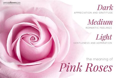 Pink Rose History Varieties And Meaning Pollen Nation In 2022