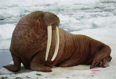 The Pacific Walrus Dolphins Whales Seals And Walruses Pinterest