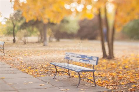 Old Bench In The Autumn Park Stock Image Image Of Bench Kyiv 81763851