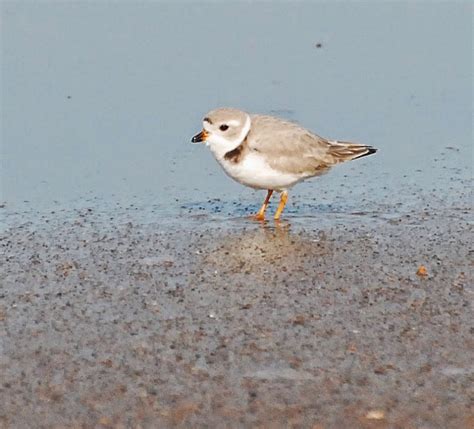 Birding Is Fun Piping Plovers At Maines Reid State Park