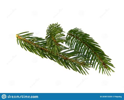 Christmas Tree Branch Isolated On White Background Stock Image Image