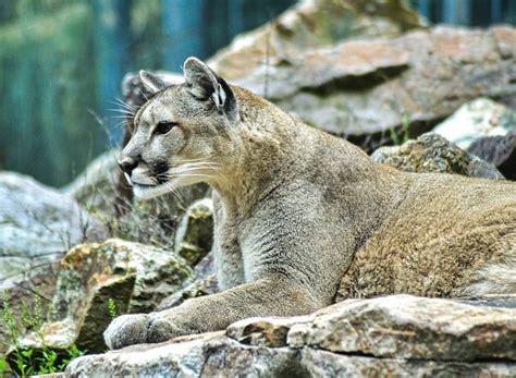 10 Interesting Facts About Mountain Lions Wildlife Informer