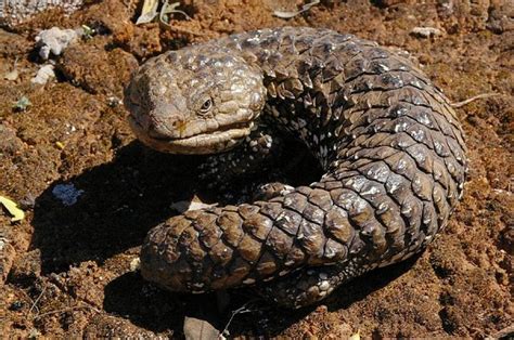 Shingleback Skink Facts And Pictures Reptile Fact